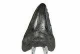 Bargain, Fossil Megalodon Tooth #168944-1